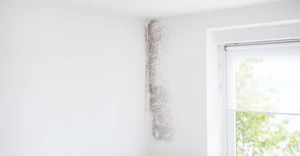 Best Real Estate Mold Inspection  in Rapid City, SD