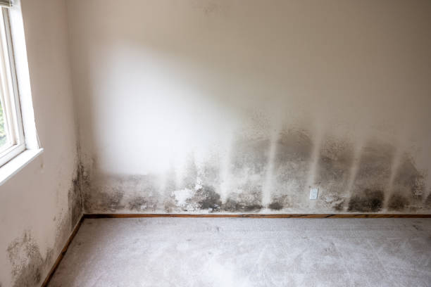 Best Post-Remediation Verification Testing  in Rapid City, SD