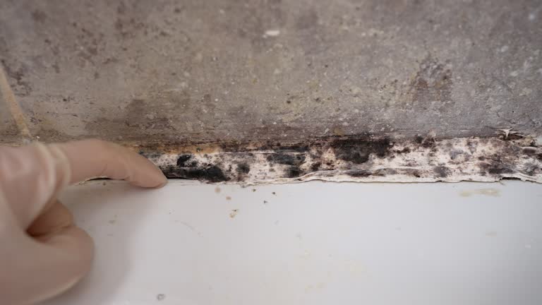 Best Biohazard Mold Removal  in Rapid City, SD